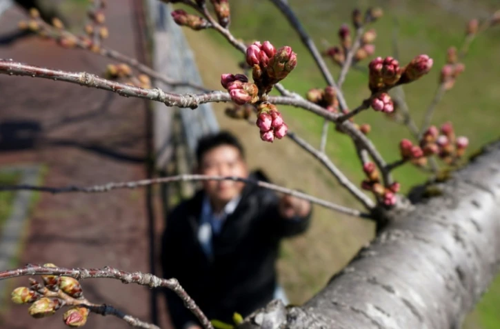 Hisato Nishii est investi d'une lourde mission: déclarer la saison des cerisiers en fleurs ouverte dans sa ville de Mito, au nord de Tokyo.    