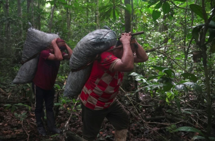 Jorge Lengua (d) et son fils portent des sacs de noix du Brésil dans la forêt amazonienne, près de Luz de America, le 14 février 2023 en Bolivie