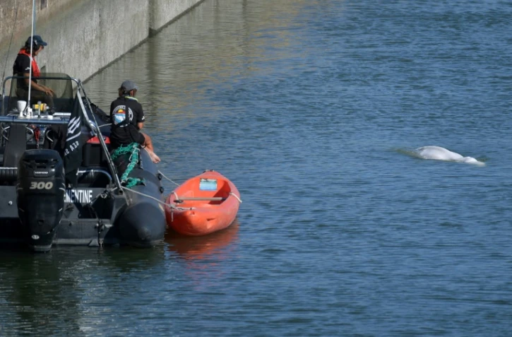Des membres de l'ONG Sea Shepherd surveillent le béluga, égaré dans la Seine, le 8 août 2022 à l'écluse de Notre-Dame-de-la-Garenne, dans l'Eure