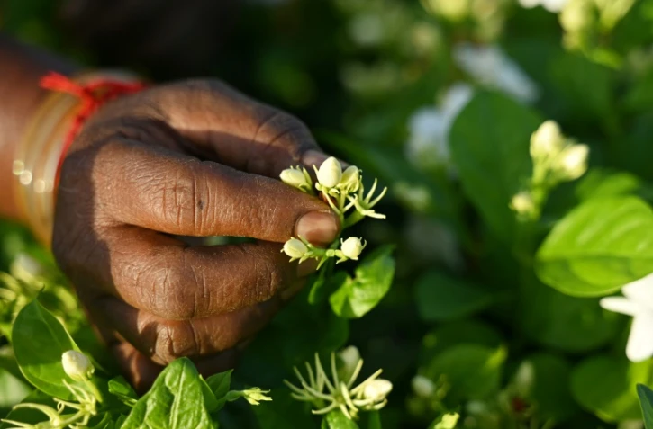 Récolte du jasmin dans un champ près de Madurai, en Inde, le 27 juin 2023