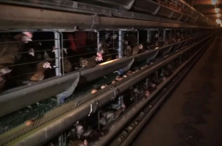 Capture d'écran réalisée le 24 mai 2016 d'une vidéo publiée par l'association L214 sur les conditions d'élevage de poules dans une ferme à Chaleins dans l'Ain