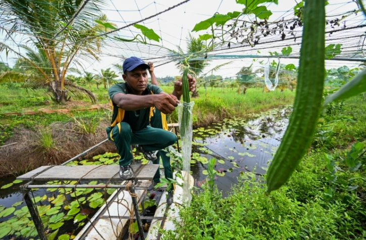 n soldat de la Force opérationnelle spéciale sri-lankaise (STF) travaille dans une plantation à Katukurunda pour remettre en culture des champs pollués par le sel de la mer, le 28 mars 2025 au Sri Lanka