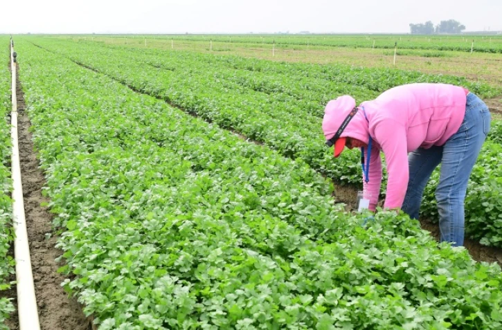 L'ouvrière agricole Irma Gomez, cueille de la coriandre, le 4 octobre 2021 à Lamont, en Californie