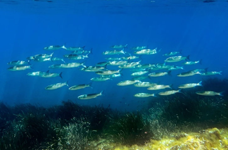 L'Union européenne va présenter jeudi sa stratégie pour mieux protéger les océans du réchauffement climatique ainsi que de la pollution et afficher ses ambitions avant un grand sommet de l'ONU à Nice la semaine prochaine
