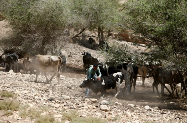 Un Palestinien et son troupeau de bovins dans la zone de Toubas, (vallée du Jourdain), le 19 juillet 2016