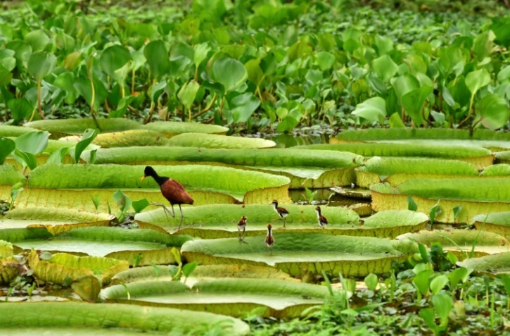 Des nénuphars géants le 11 février 2011 qui ont éclos dans une des boucles de la rivière Paraguay, à Limpio, à 30 kilomètres d'Asuncion (Paraguay)
