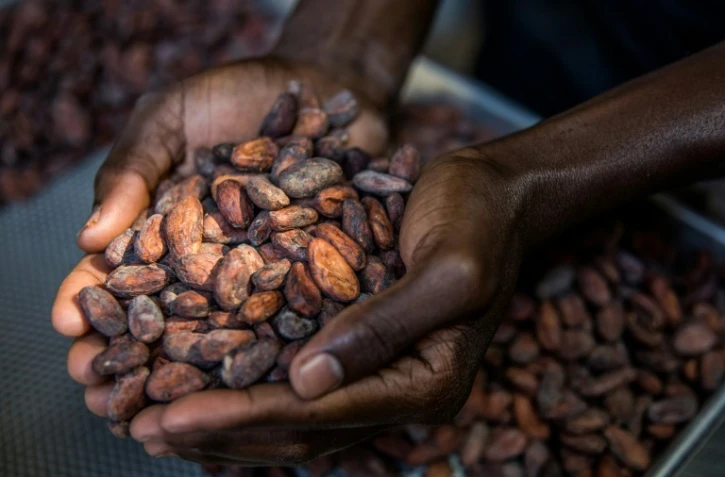 Le tri de fèves de cacao dans les ateliers de la chocolaterie Makaya à Petionville (Haïti) le 23 décembre 2020