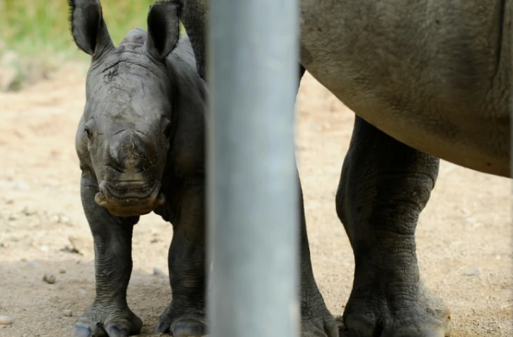 Bayami, bébé rhinocéros, le 13 juillet 2016 au zoo d'Amnéville