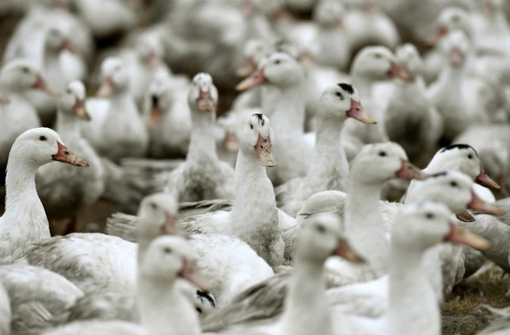 Des canards confinés dans une exploitation de Bourriot-Bergonce, dans les Landes, le 22 février 2017