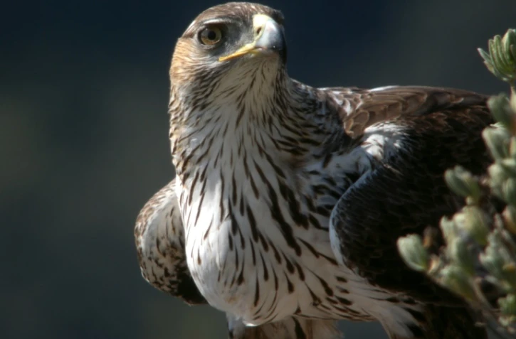 Un aigle de Bonelli dans les Gorges du Gardon sur une photo diffusée le 26 octobre par SMGG (Syndicat Mixte des Gorges du Gardon)