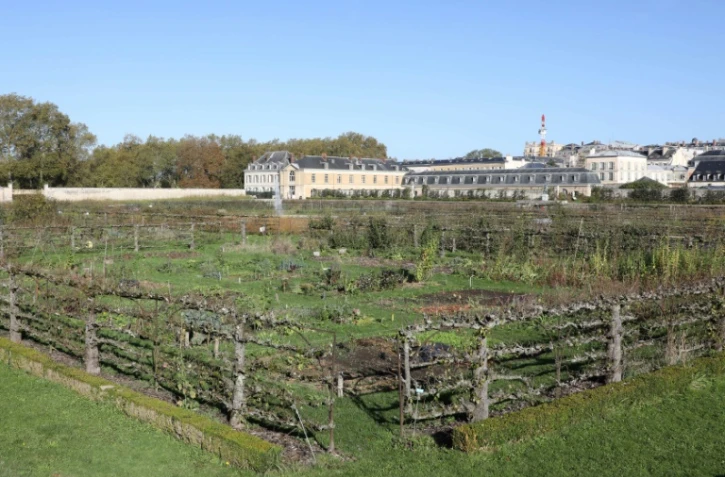 Le Potager du Roi, où sont cultivées plus de 460 variés fruitières et presque autant de variétés légumières, le 20 octobre 2017 à Versailles
