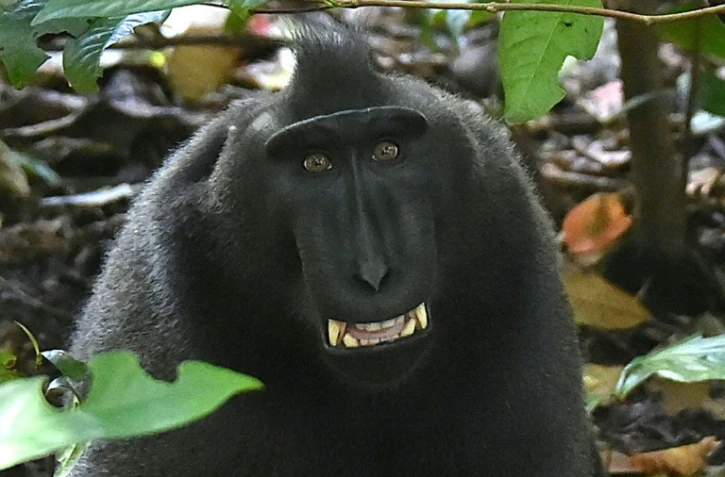 Un macaque noir (macaca nigra) dans la réserve de Tangkoko, en Indonésie, le 19 février 2017