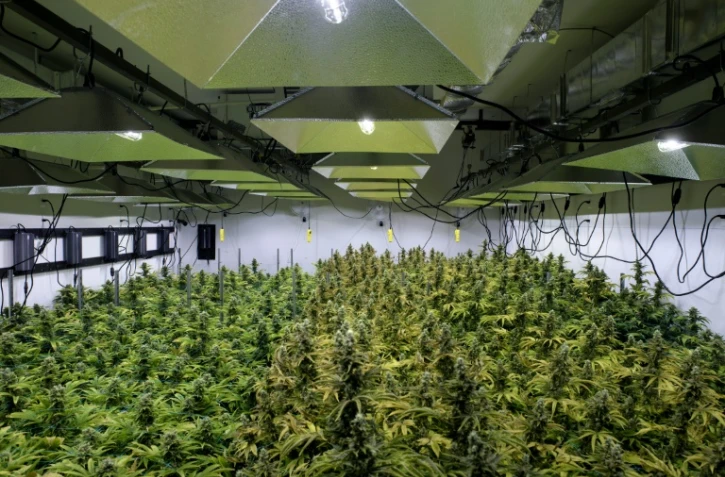 Alternatives solutions, une plantation de marijuana à visée médicale à Washington DC le 20 avril 2016