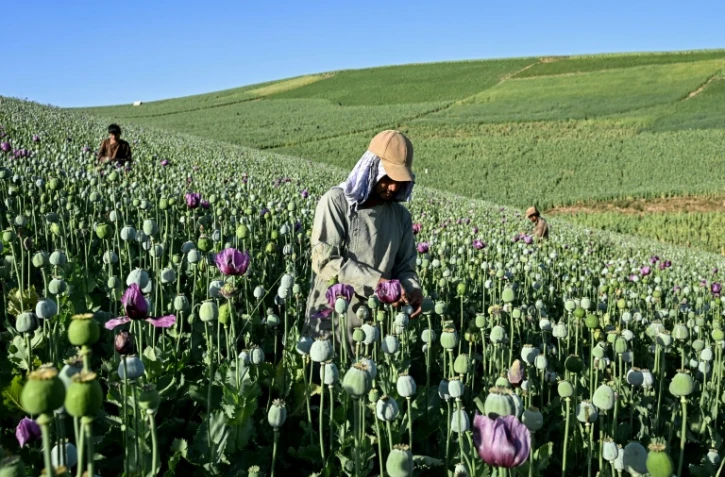 Des agriculteurs récoltent la sève de pavots dans un champ de la province du Badakhshan, le 15 juin 2026 en Afghanistan