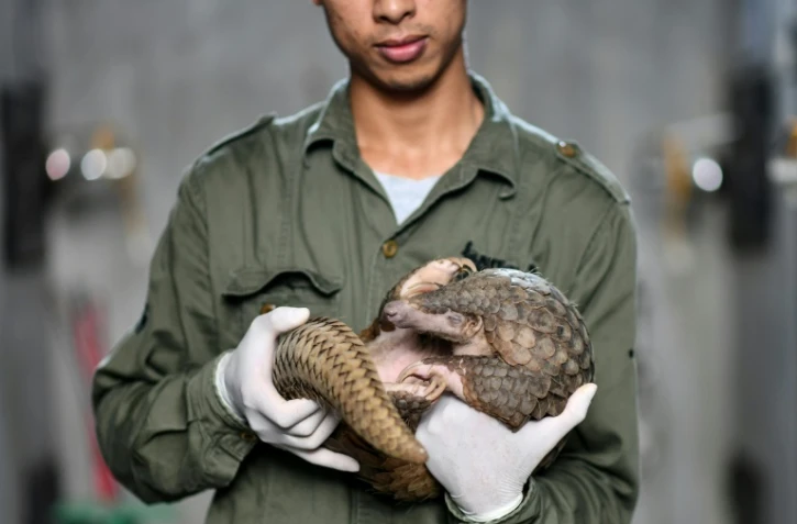 Tran Van Truong, garde dans un parc national, tient un pangolin, le 14 septembre 2020 à Ninh Binh, au Vietnam