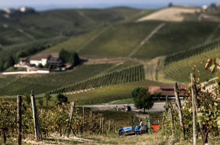 Vendanges dans le domaine de la "Tenuta Ca dei Mandorli" (la maison des amandiers), près d'Asti, dans le nord-ouest de l'Italie, le 17 septembre 2025 
