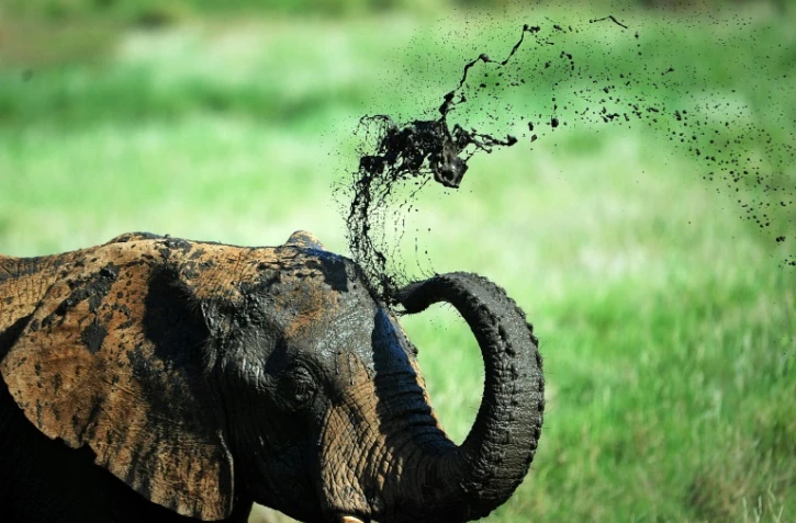 Un éléphant prend un bain de boue dans une réserve au pied du Mont Kenya, à environ 300 kilomètres au nord de la capitale Nairobi, le 21 mai 2015