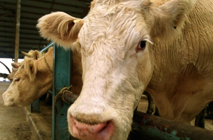 Une vache à viande d'origine charolaise, le 6 novembre 2000 au foirail de Rethel dans les Ardennes