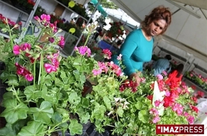 4ème édition du Festi-Plantes au Parc du Colosse à Saint-André (photo: Thomas Vitry)