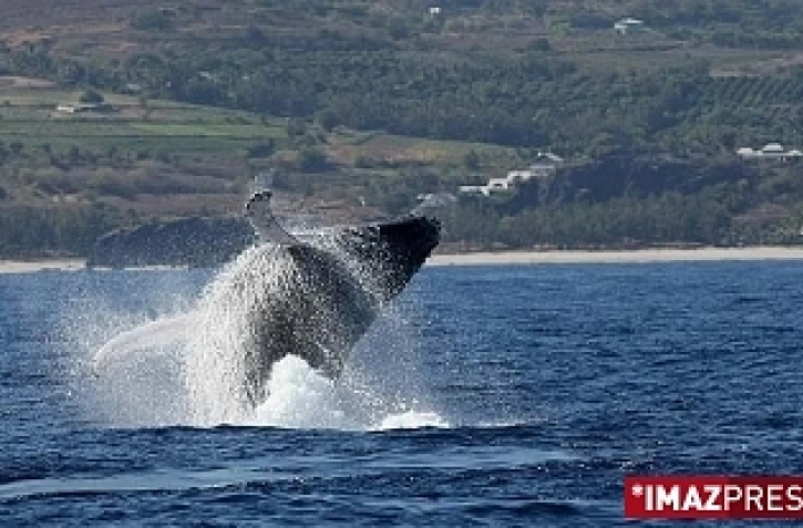 Dimanche 6 septembre 2009

Baleines au large de Saint-Gilles