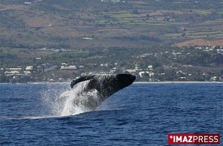 Dimanche 6 septembre 2009

Baleines au large de Saint-Gilles