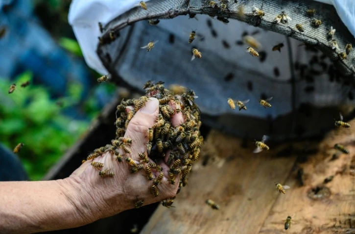 Yip Ki-hok, recupère des abeilles sauvages et un rayon de cire dans les environs de Hong Kong le 14 février 2019