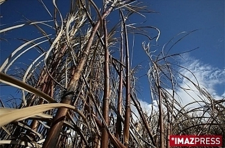 Champ de cannes (photo d'archives)