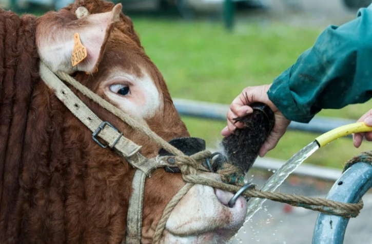 Un fermier nettoie le nez d'un taureau avant une compétition au Sommet de l'élevage à Cournon-d'Auvergne, en France, le 4 octobre 2017