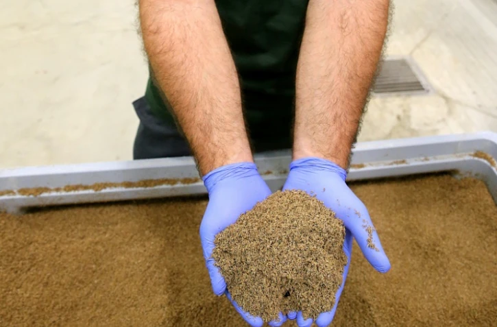 Un employé montre une farine produite à partir de larves de mouches-soldats noires (hermetia illucens) à l'usine de la société Agronutris, le 15 juin 2023 à Rethel, dans les Ardennes