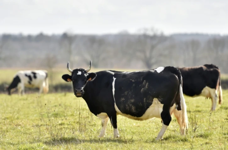 Fine, vache Bretonne Pie Noir, ambassadrice de la 54è édition du salon, à Plesse (ouest) le 14 février 2017
