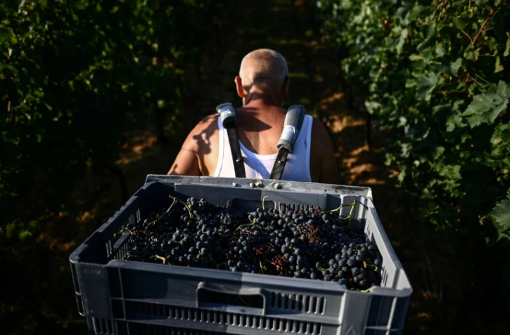 Un porteur au milieu des rangs de vigne au château de Sours à Saint-Quentin-de-Baron, en Gironde, le 22 août 2023