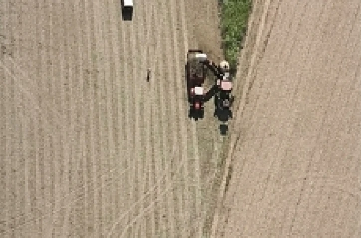Coupe mécanisée de la canne à sucre