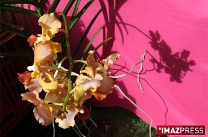 400 000 visiteurs aux Florilèges