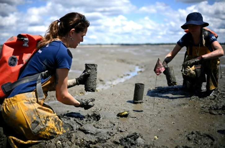 Des scientifiques de l'Office Français de la Biodiversite (OFB) replantent des zostères collectées sur l'estran de l'Île aux Oiseaux lors d'une opération pour lutter contre l'érosion et l'ensablement du Bassin d'Arcachon, le 13 mai 2025 en Gironde