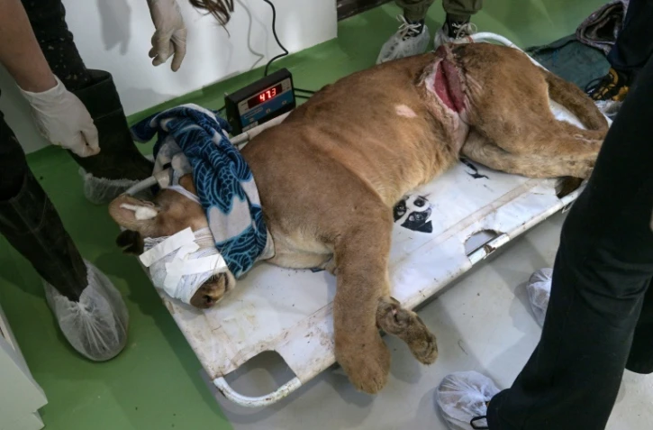 Un puma blessé dans un piège est soigné par des vétérinaires et des biologistes de l'association Mata Ciliar, une organisation pour la conservation de la biodiversité, à Jundiai, dans l'etat de Sao Paulo, au Brésil, le 29 mai 2025