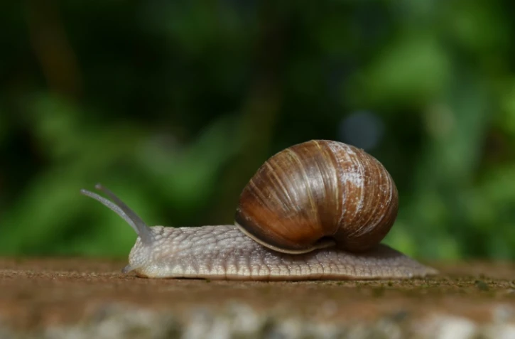 Escargots, moules d'eau douce, limaces... Pour la première fois, l'Union internationale pour la conservation de la nature (UICN) dresse un état des lieux des mollusques continentaux en France métropolitaine
