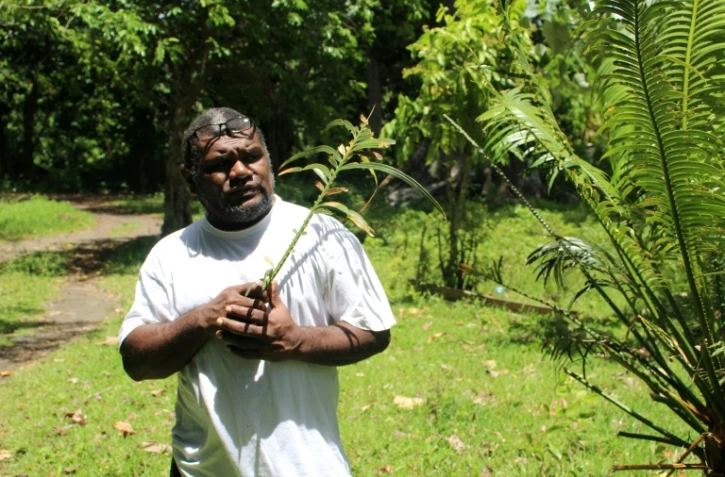 Le chef coutumier Bill Tavue tient une feuille de namele, le 1er février 2026 dans son village de Matantas, dans la zone protégée de Vatthe, sur l'île d'Espiritu Santo, au Vanuatu