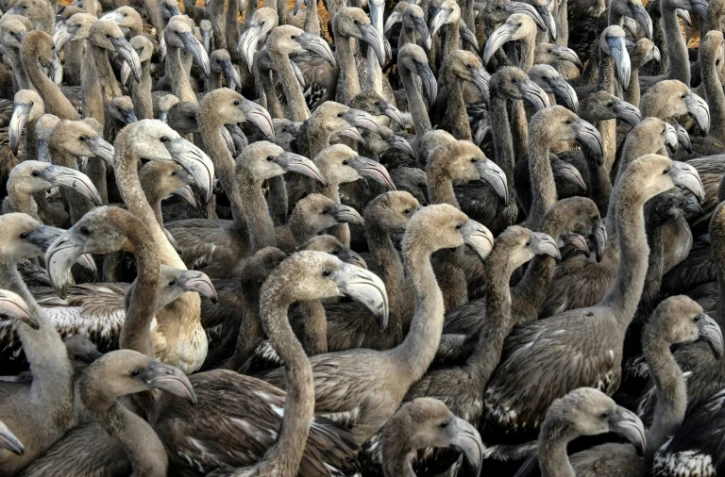 Des poussins flamants roses dans un étang des salins d'Aigues-Mortes, le 8 août 2018 dans le Gard
