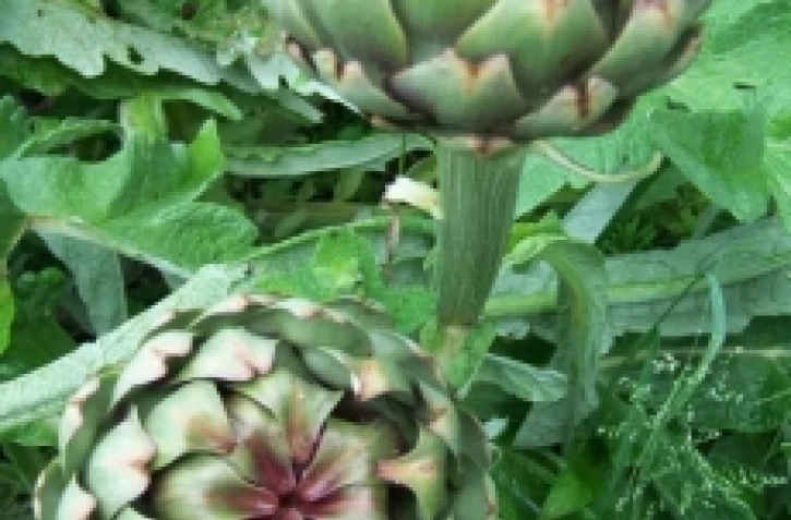 Photo : http://www.visoflora.com/photos