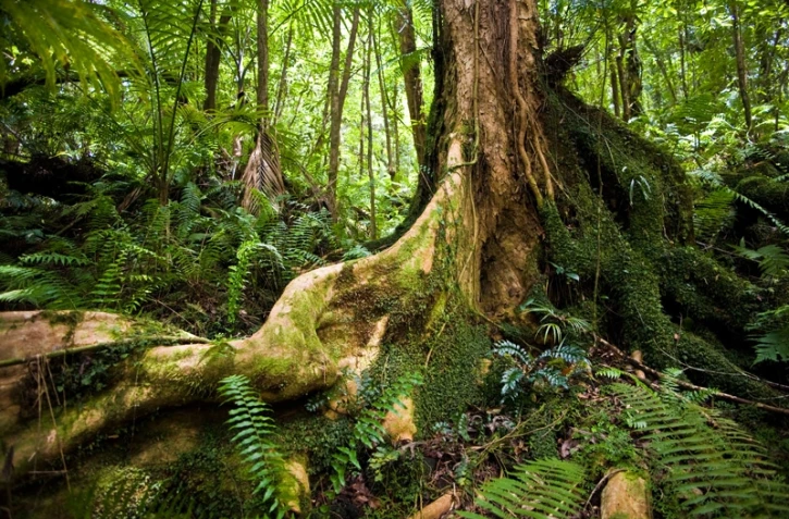 Forêt de Mare Longue -  Photo Florent Borderie