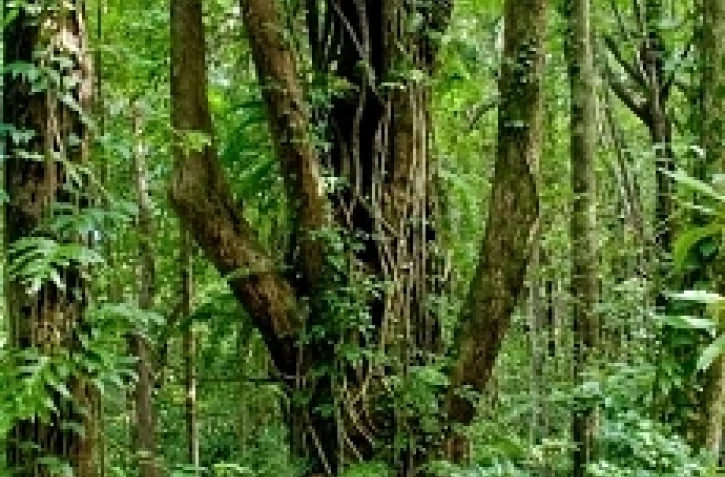 Forêt de Mare Longue -  Photo Florent Borderie