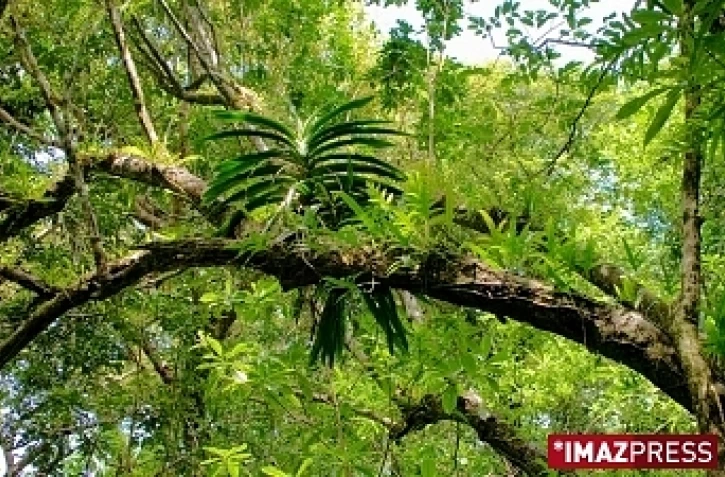 ForĂȘt de Mare Longue - Photo Florent Borderie