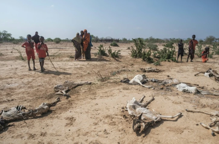 Des cadavres desséchés de moutons à Hargududo, le 7 avril 2022 en Ethiopie