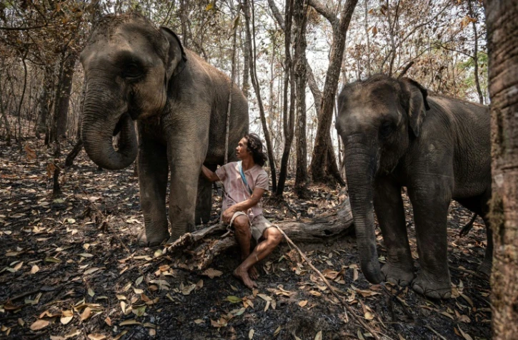 Photo diffusée le 29 mars 2020 par la Thai Elephant Alliance Association d'un mahout avec ses deux éléphants, près de Chiang Mai, en Thaïlande