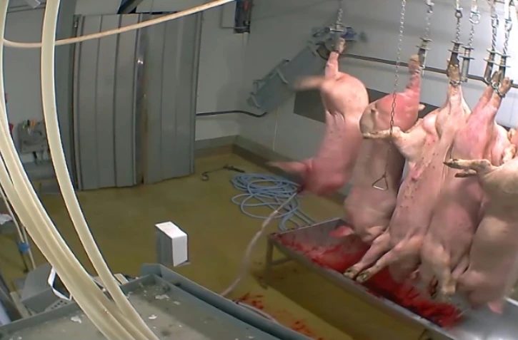 Images de cochons suspendus dans l'abattoir municipal d'Alès prises par l'association L214, le 14 octobre 2015