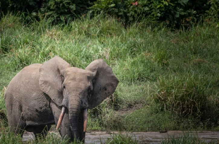 Un éléphant dans le parc national d'Ivindo, au Gabon, le 26 avril 2019