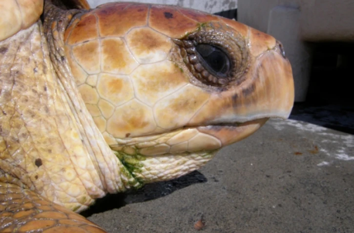 Capturée accidentellement, Josette, la tortue caouanne, est relâchée le 11 décembre 2009 (Photo Kélonia)