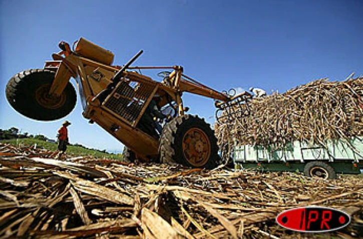 Planteurs : 1,7 million d'euros d'aide