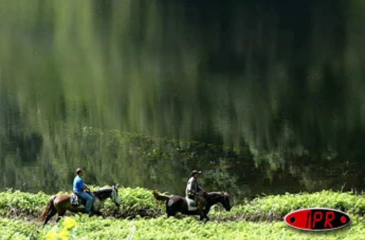 Il faut "pucer" les chevaux