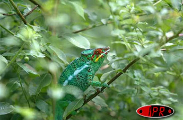 "Lendormi", caméléon de La Réunion